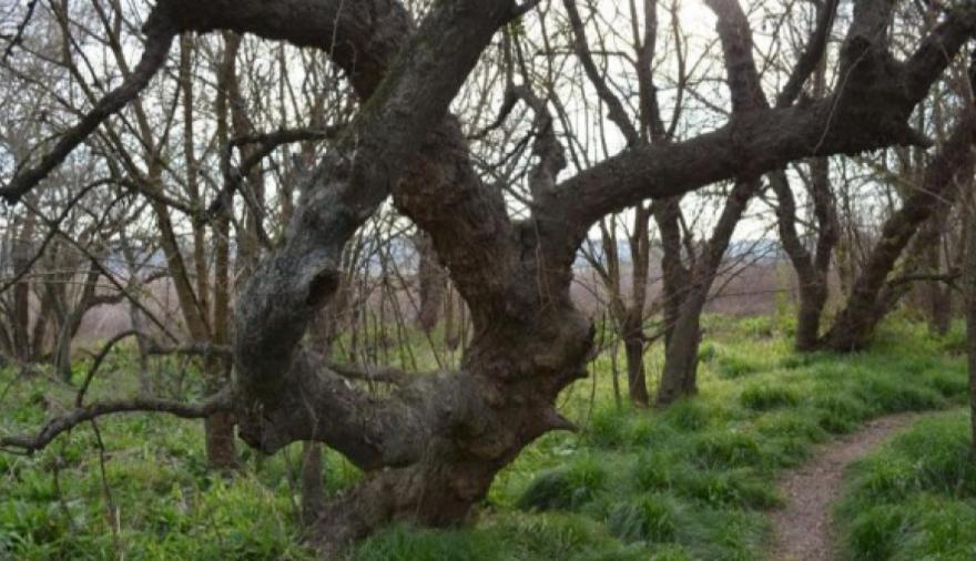 La Provincia aprobó el plan 2026 para conservar y restaurar sus bosques nativos