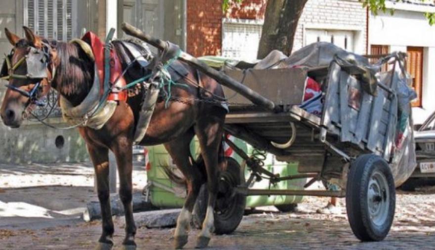 Dos proyectos buscan eliminar la tracción a sangre en la provincia de Buenos Aires