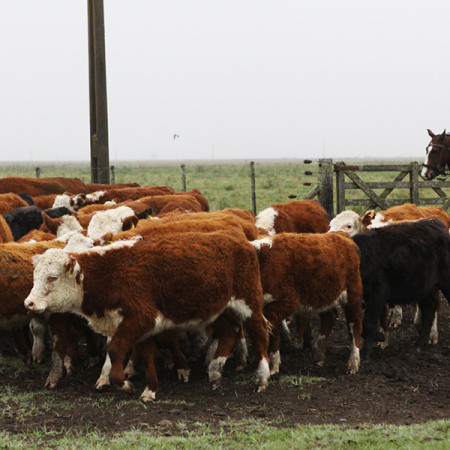 ¿Se viene aumento de la carne?: “Hay que dar incentivos concretos al productor”