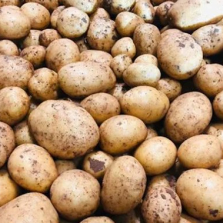 Productores de papa reclaman alivio fiscal y acceso al crédito en el sudeste bonaerense