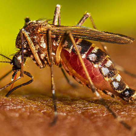 Alak lanzó el Plan de Prevención contra el Dengue 2025/2026 en La Plata