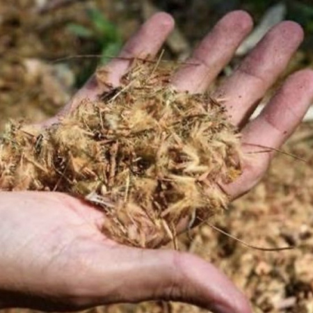 Proponen prohibir la plantación de plátanos en La Plata por sus efectos en la salud