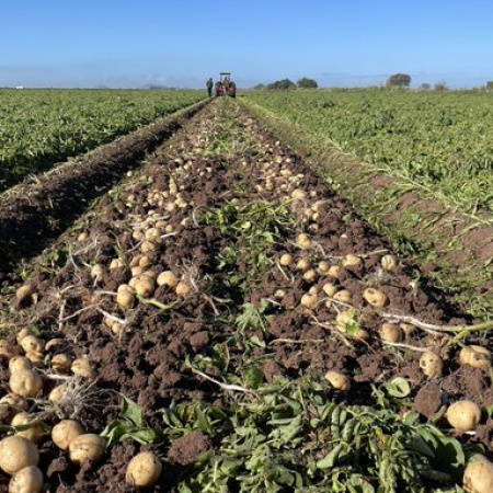 Al borde del colapso: la crisis papera golpea a productores y trabajadores rurales en Balcarce