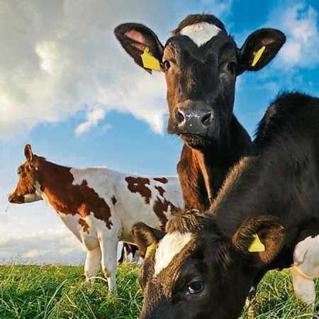 Polémica por un impuesto a los eructos de las vacas en la provincia de Buenos Aires