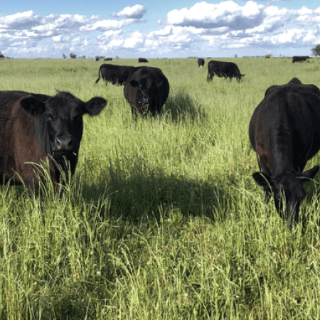 Más cruces por la “tasa al metano”: fuerte rechazo de CARBAP