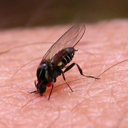 Barigüí: la mosca negra que muerde y causa alerta en el AMBA