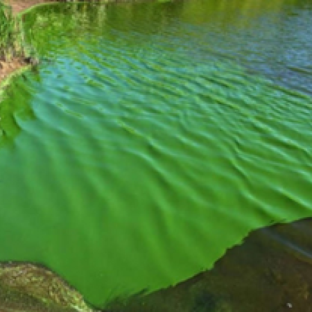 Verano en riesgo: emiten alerta roja por cianobacterias en lagunas bonaerenses