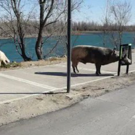 Ahora aparecieron cerdos salvajes sueltos en Nordelta
