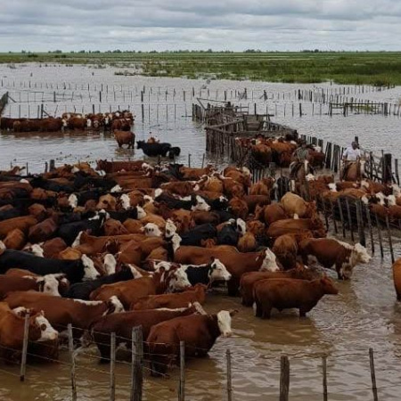 La Provincia prorrogó la emergencia agropecuaria en el sudoeste bonaerense