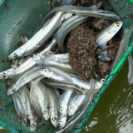 Siembran miles de pejerreyes juveniles en tres lagunas del interior bonaerense