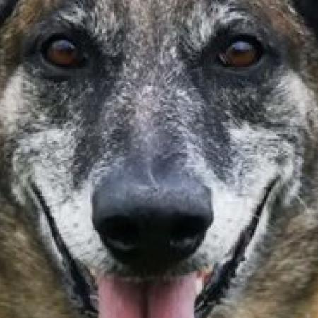 Senado bonaerense propone reconocer con medallas y homenajes a los perros policiales