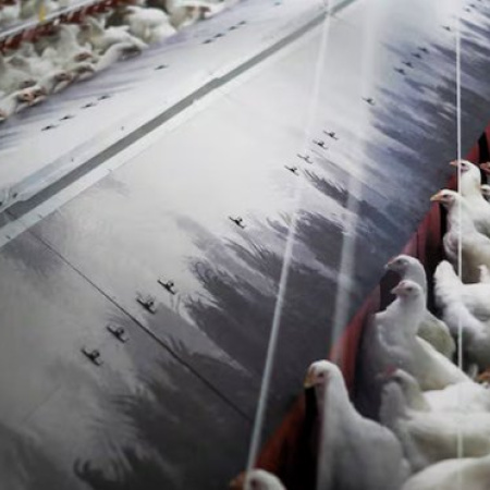 La gripe aviar salta a la producción y golpea el comercio exterior