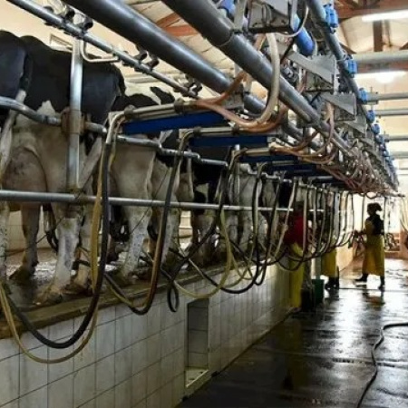 Más leche, menos plata: el negocio que no cierra en los tambos bonaerenses