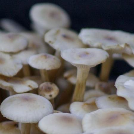 Buscan regular la producción de hongos comestibles en la PBA