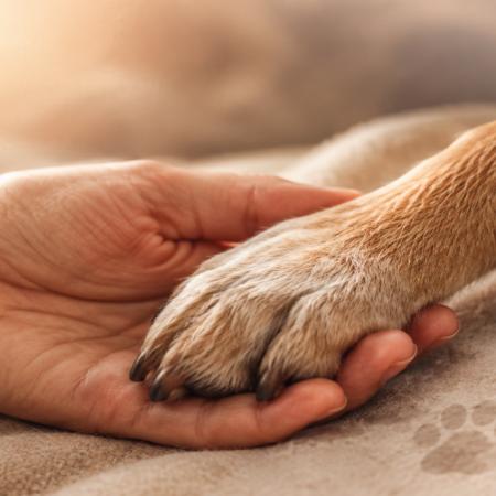 Del afecto al derecho: impulsan una licencia por duelo de mascotas
