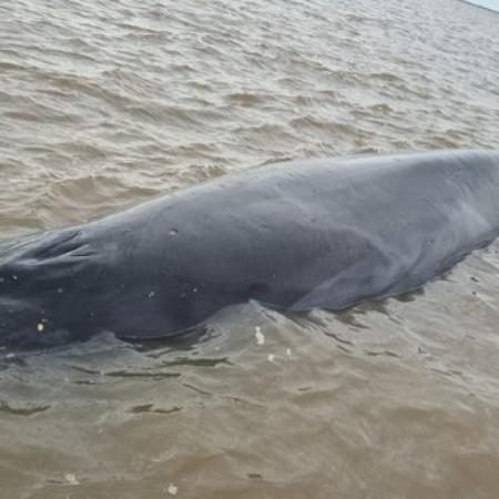 Una ballena quedó varada frente a San Isidro y desplegaron un operativo de rescate