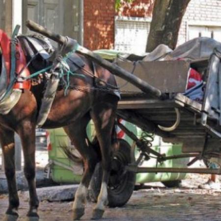 Dos proyectos buscan eliminar la tracción a sangre en la provincia de Buenos Aires
