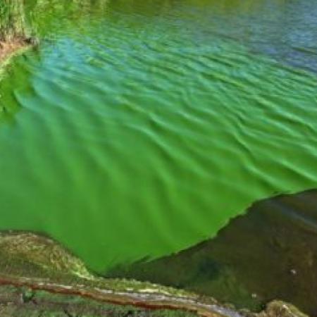 Cianobacterias: restringieron el ingreso a ríos y lagunas de 17 municipios bonaerenses