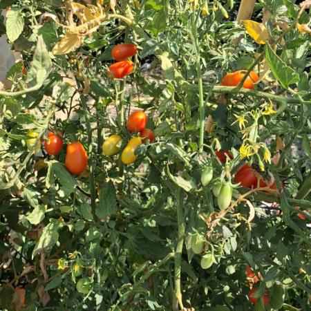 Tras 20 años, la Provincia realizará un nuevo Censo Hortiflorícola