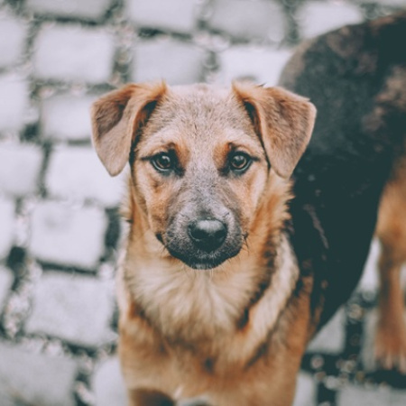 Luján organiza un operativo para proteger a los perros de la Basílica durante la visita del Papa León XIV