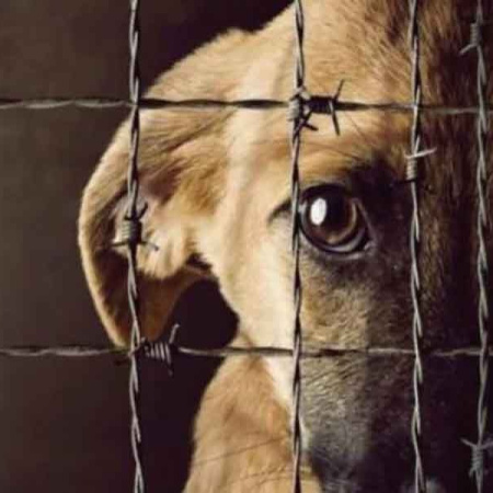 Bahía Blanca prepara una norma única para proteger a los animales y castigar el maltrato